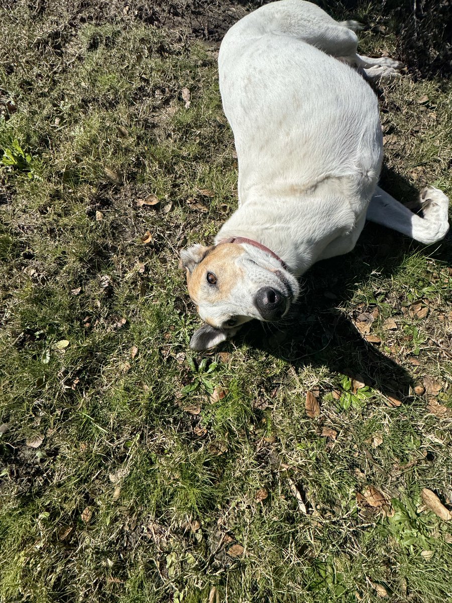 FireHero tweet media