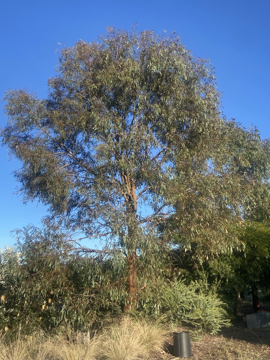 Guy Ballard tweet media