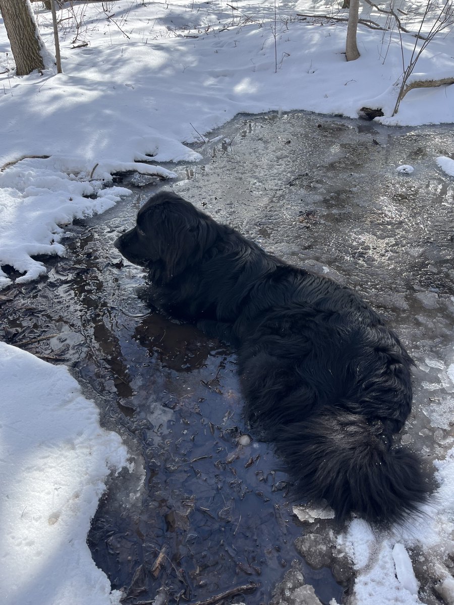 Ian Dickison tweet media