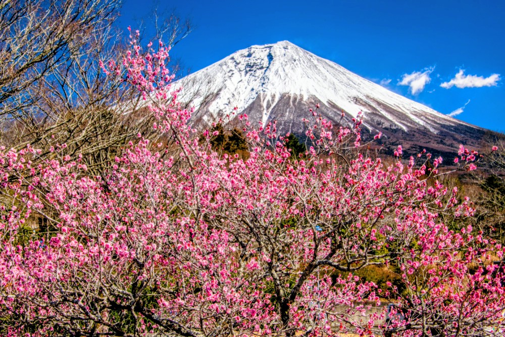 モンセルバン tweet media