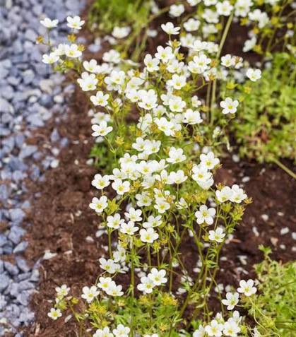 the secret ❤️💯 2025 tweet media