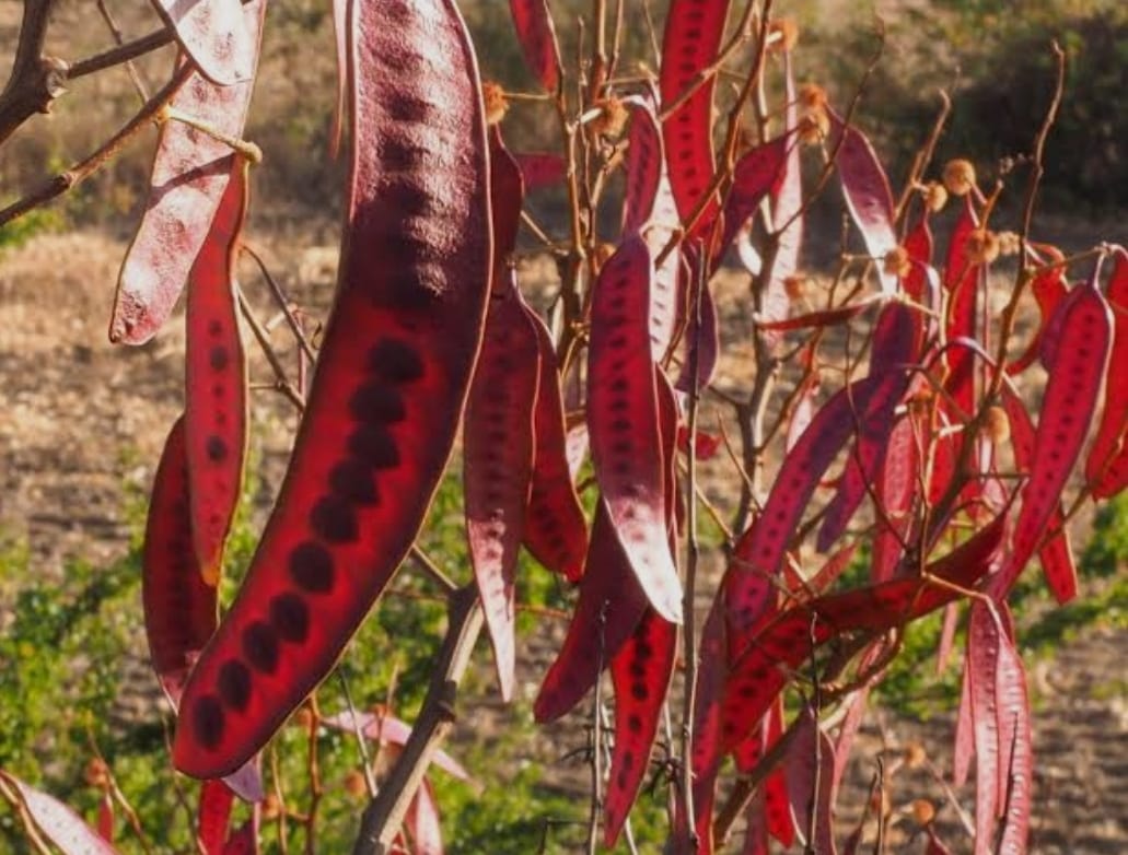 Susana Harp Iturribarría tweet media