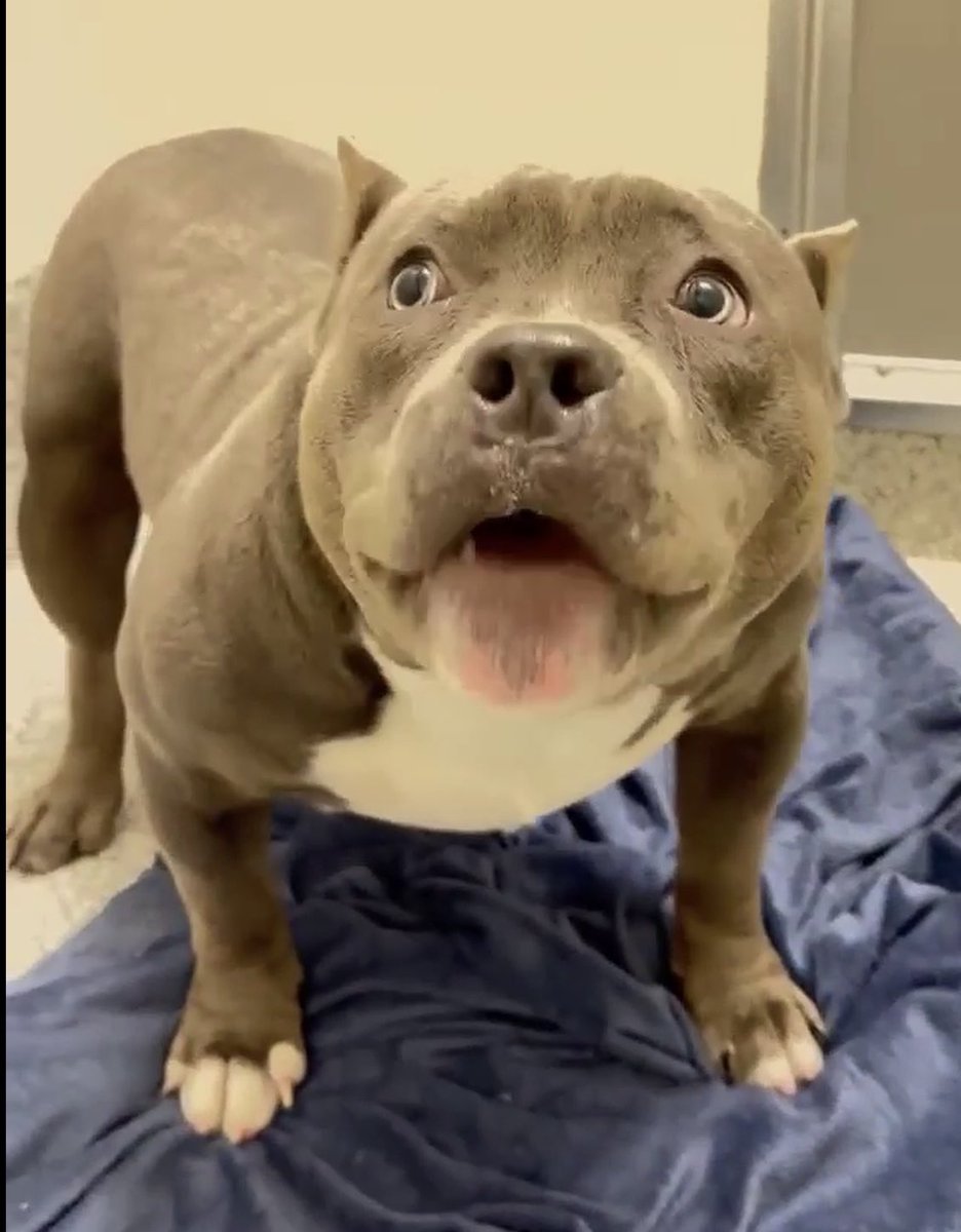 @PawsnTails4TX 🇺🇸🇺🇸🐾🐾 tweet media