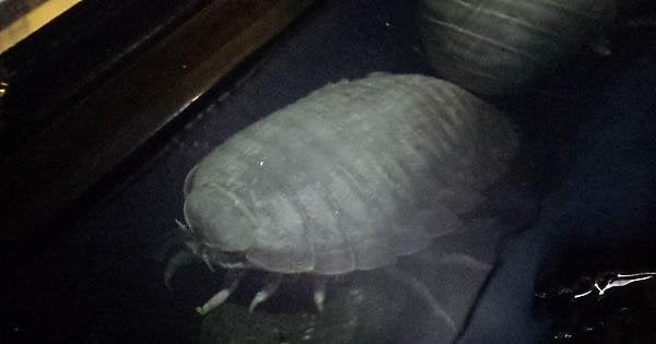 turts tweet media
