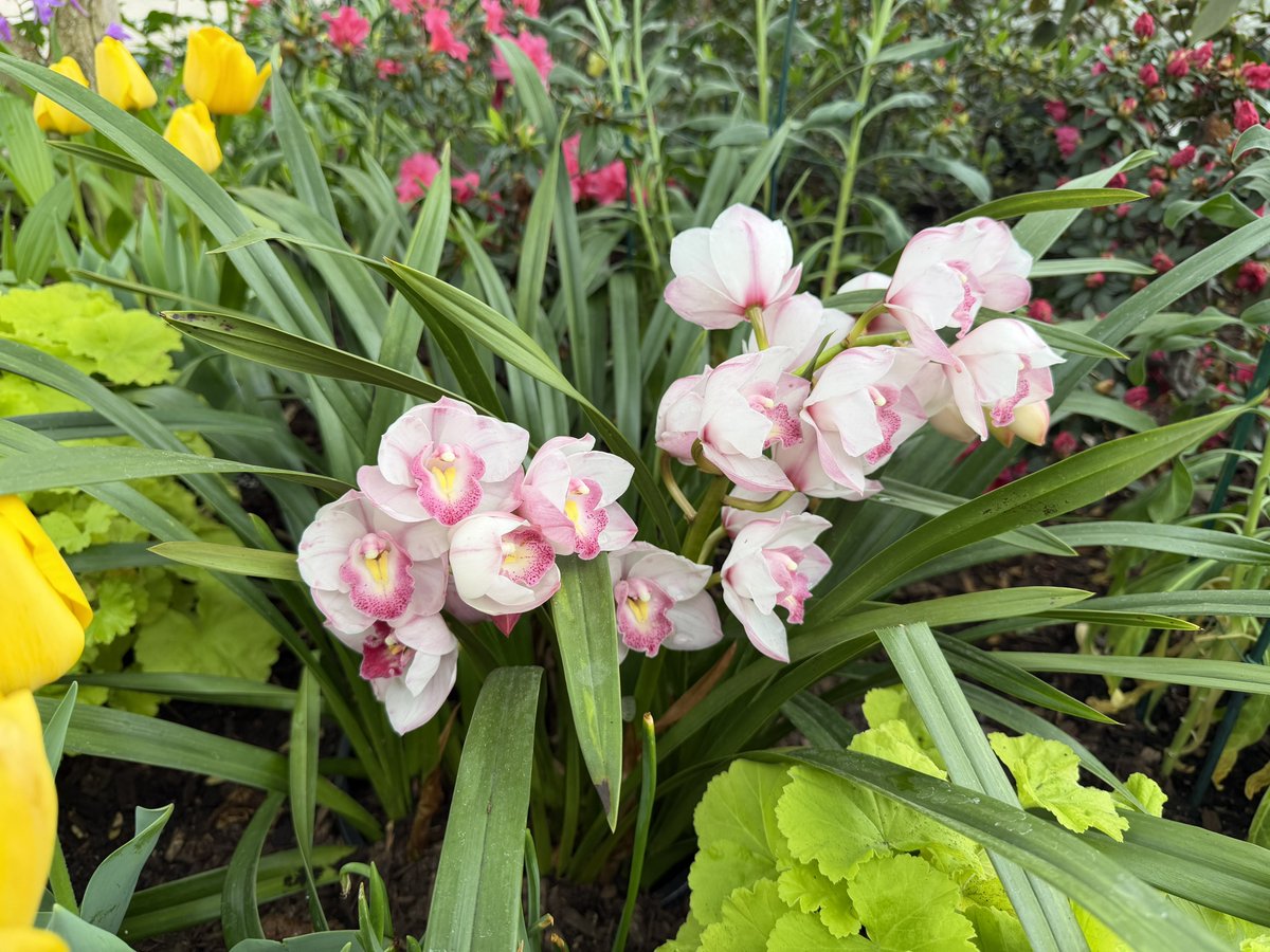 walked around my favorite conservatory today and saw their beautiful spring blossoms display
