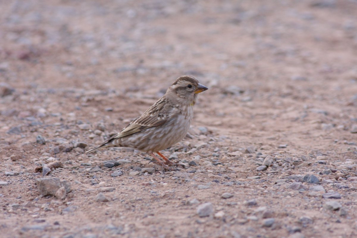 Mark Andrews tweet media