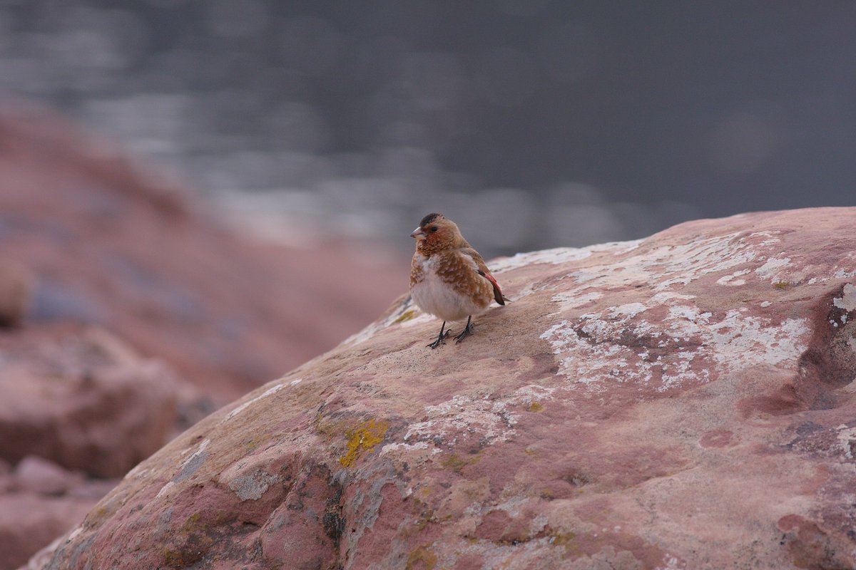 Mark Andrews tweet media
