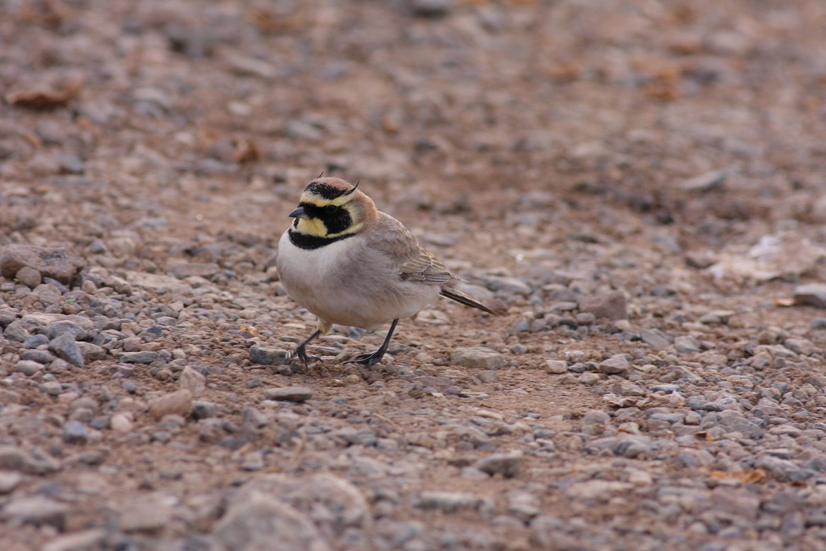 Mark Andrews tweet media