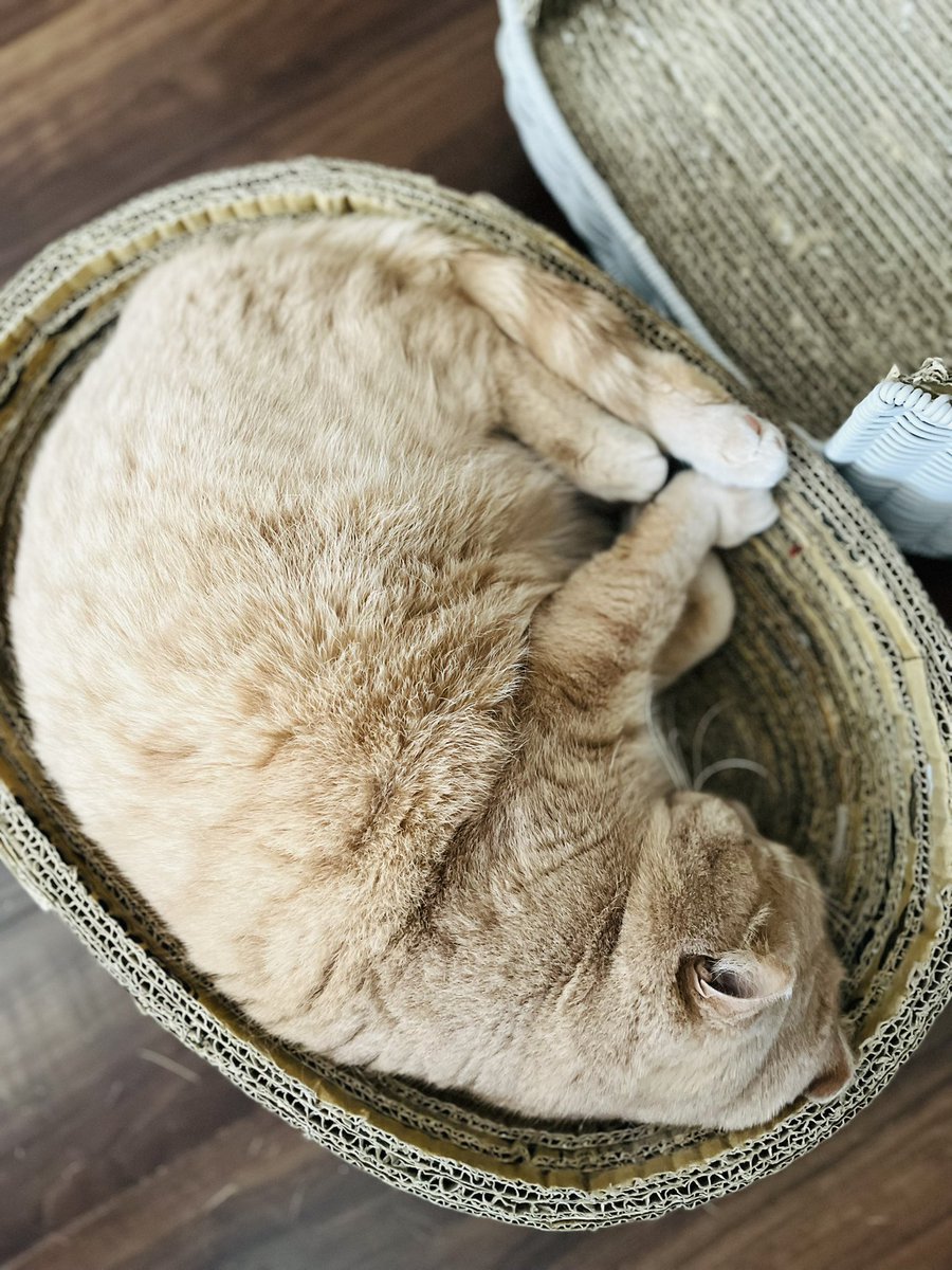 tsuna日記 tweet media