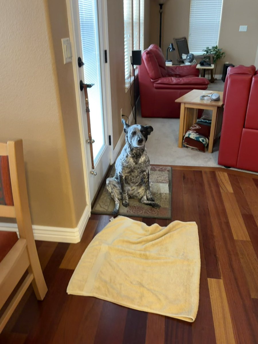 XSET Nina tweet media