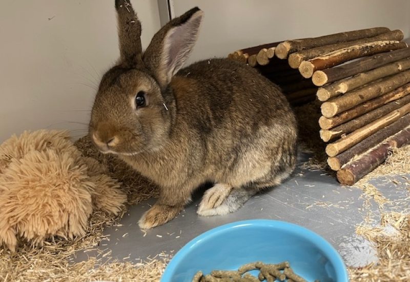 Dierenbescherming tweet media