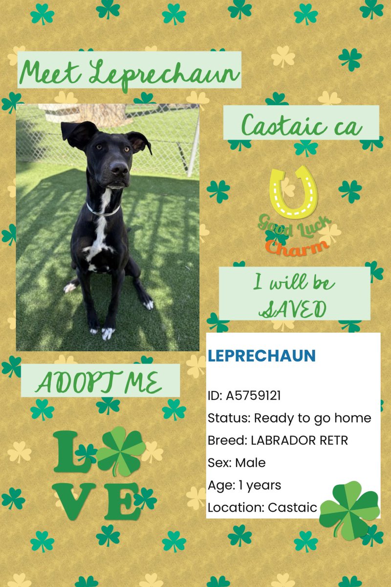 SarahjaneGille1's tweet photo. ~ Meet Leprechaun 🆔 #A5759121 Male 1yr #LABRET  “ What A Model Pose”  😉HELP GET Leprechaun seen 👀Noticed Adopted Saved Rescued Fostered Promoted Liked 
Contact
31044 North Charlie Canyon Road
Castaic, CA 91384
(661) 257-3191
castaic@animalcare.lacounty.gov
 #LosAngelesCA 
@SabaMekaZeus @LilaFlw @Timber_MT @FoxtrotSh1tUp @SueGillmeister @CharBolen @Montpellier21 @MoishesMom @sa16280364 @Dubs4Mutts @Stubentiger6 @Rachian14148371 @AAsoldiershawn @TubaElver @ch_peti2674 @weenywaney @LoneStarChica @MarylouCulkar6 @heartwhole24 @Freedom4Enigma @tomsland_ @MarjonQ17isBACK @GodLovesDogsToo @RLA_1976 @KimQuilleon @LacDonna @DeakerSand35946 @CraigNog66 @8415_n @sa16280364 @TOTrojan1 @NMBewitched @LACoAnimalCare @briteiz69 @avlav9 @dawg85dawg @BethRey57271108 @Dragonfruitxyz @theSaltyCat16 @Deborah63886014 @DogsAreFamily_ @taylorhubbard27 @SharonID1260 @LakeLadyJane #HollywoodDogs #sweetangelanimalrescue #alleysrescuedangels #promise4pawsrescue @loveleo #MuttsDogRescue #3eyeblindrescue #happyhoundsrescue #rescuealldogs #liveloveanimalrescue #StacyHopeRescue #freedomrescue #maedayrescue #Love2ndChances #bigloveanimalrescue #happytailsrescue @CCLabRescue @LabsAndFriends @labsandmore @labrescuers @labsandmore #desertlabradorretrieverrescue