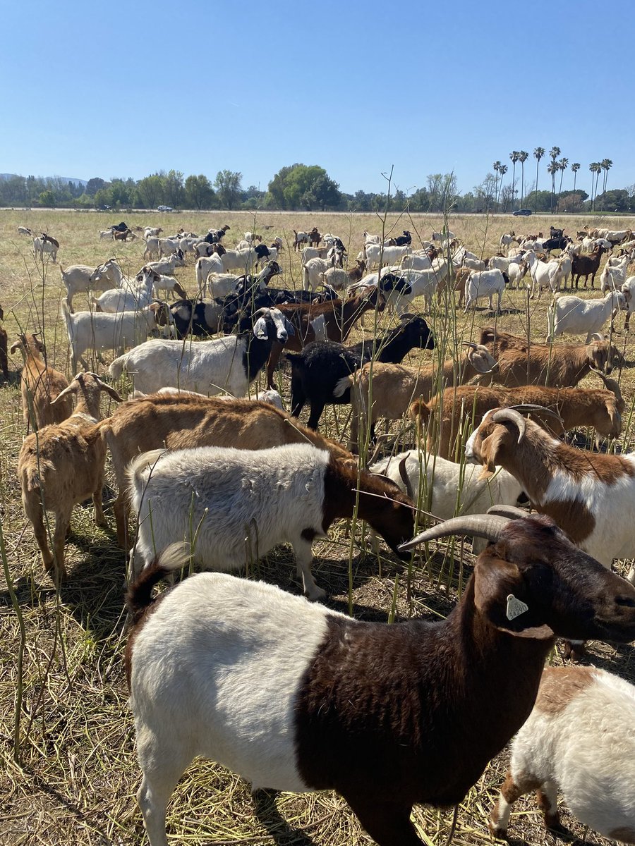 BREAKING: Los Angeles 

The IRGC decided not to bomb California after their wives decided to hold a convention here.