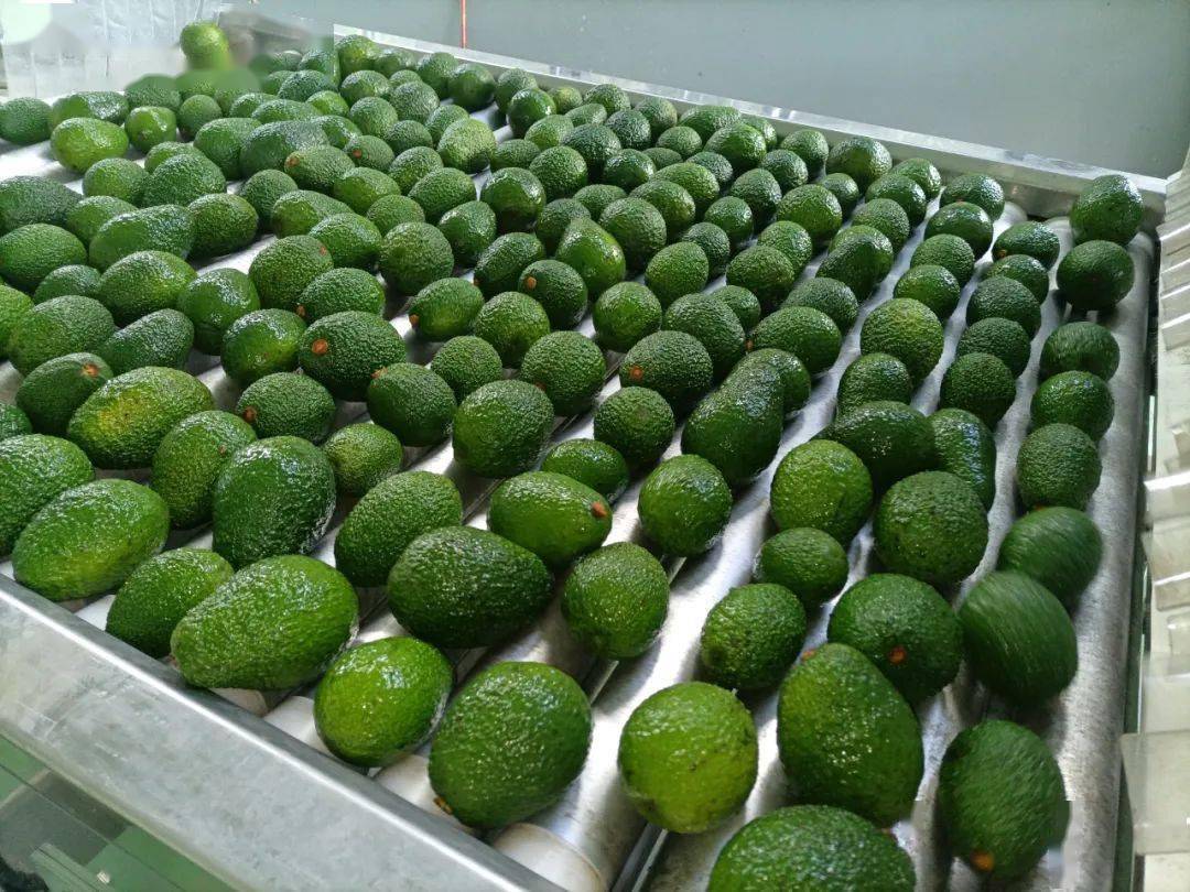 Ayan Mamedova tweet media