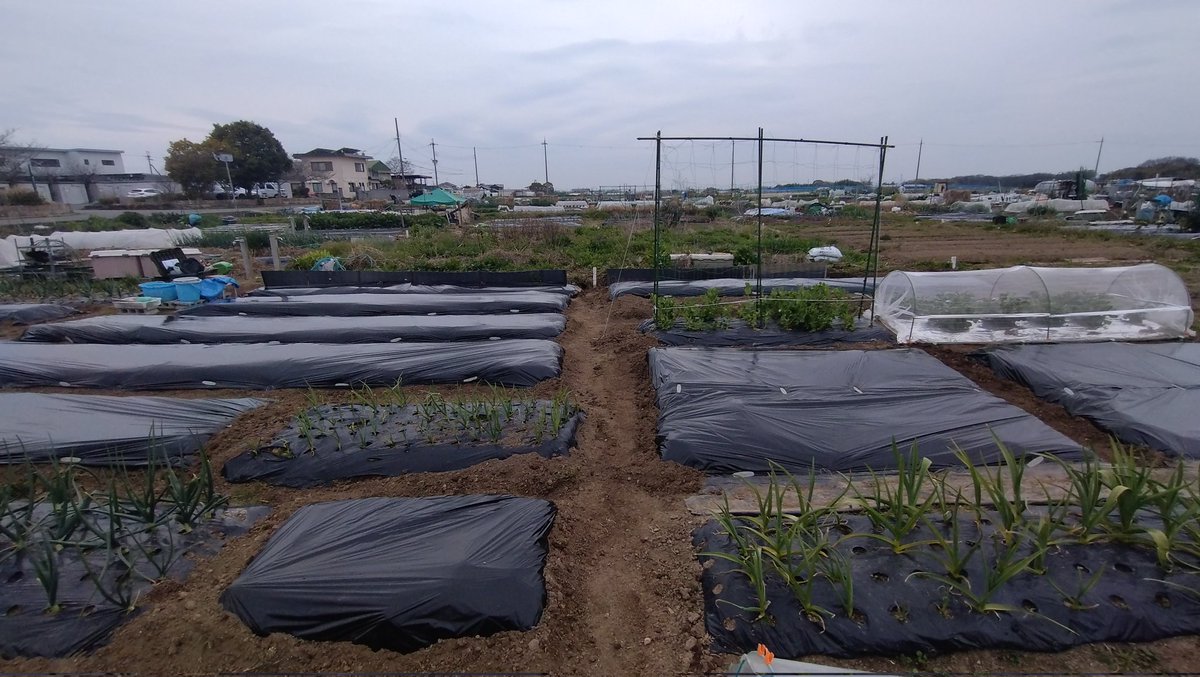 deep1234sky's tweet photo. 秋冬野菜は撤去完了
春に備えて、
①耕耘
②畝立て
③マルチ張り
を一気に済ませたこの3日間

身体のいたるところが
筋肉痛です https://t.co/xamDGFNSDY