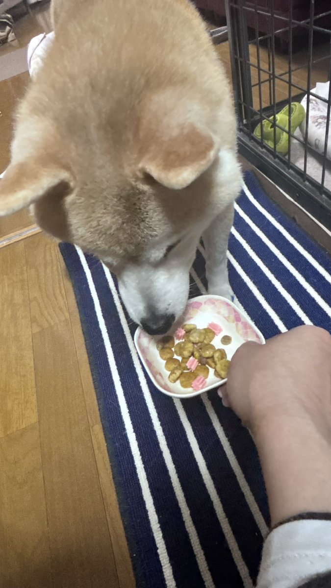 amulith's tweet photo. #柴犬あずき
#ままのタカラモノちゃん
#柴犬が好きすぎるで使っていいよ
3月に入ってから、お腹の調子がイマイチなあず。
フードへの興味が薄れて心配したけど
病院でもらったお試しフード食べたのを境に大復活！！

長座布団にゴロンしたら、
ほぼはみ出してる。
「あるある」だね😅
幸せな日常😌🍀 https://t.co/esAruZwb1C