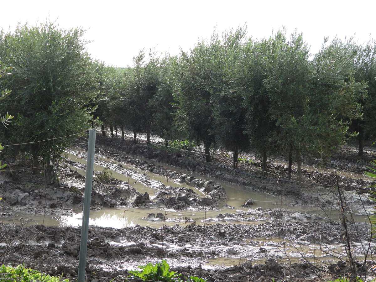 Santiago M. Barajas tweet media