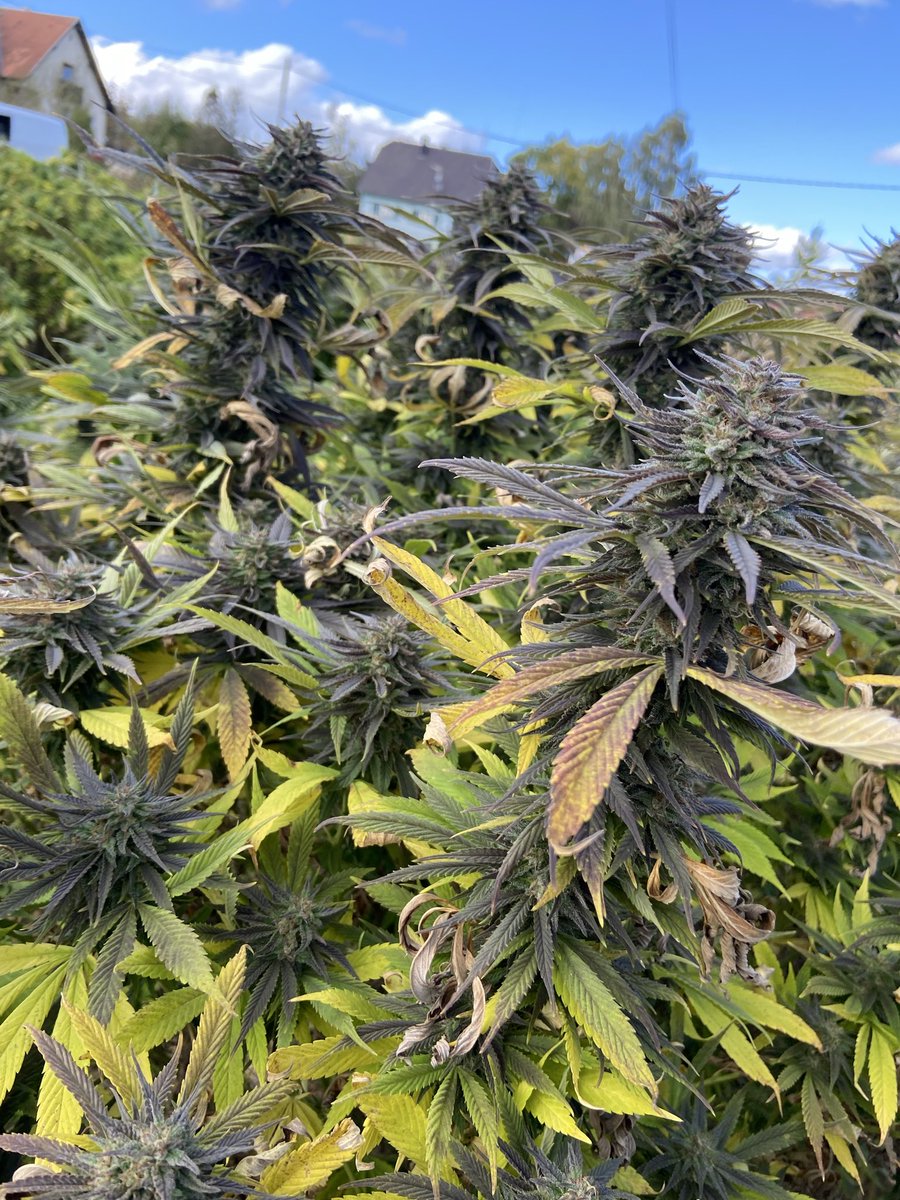 🇫🇷adri2-adri1mortsouslacensure🇫🇷 tweet media