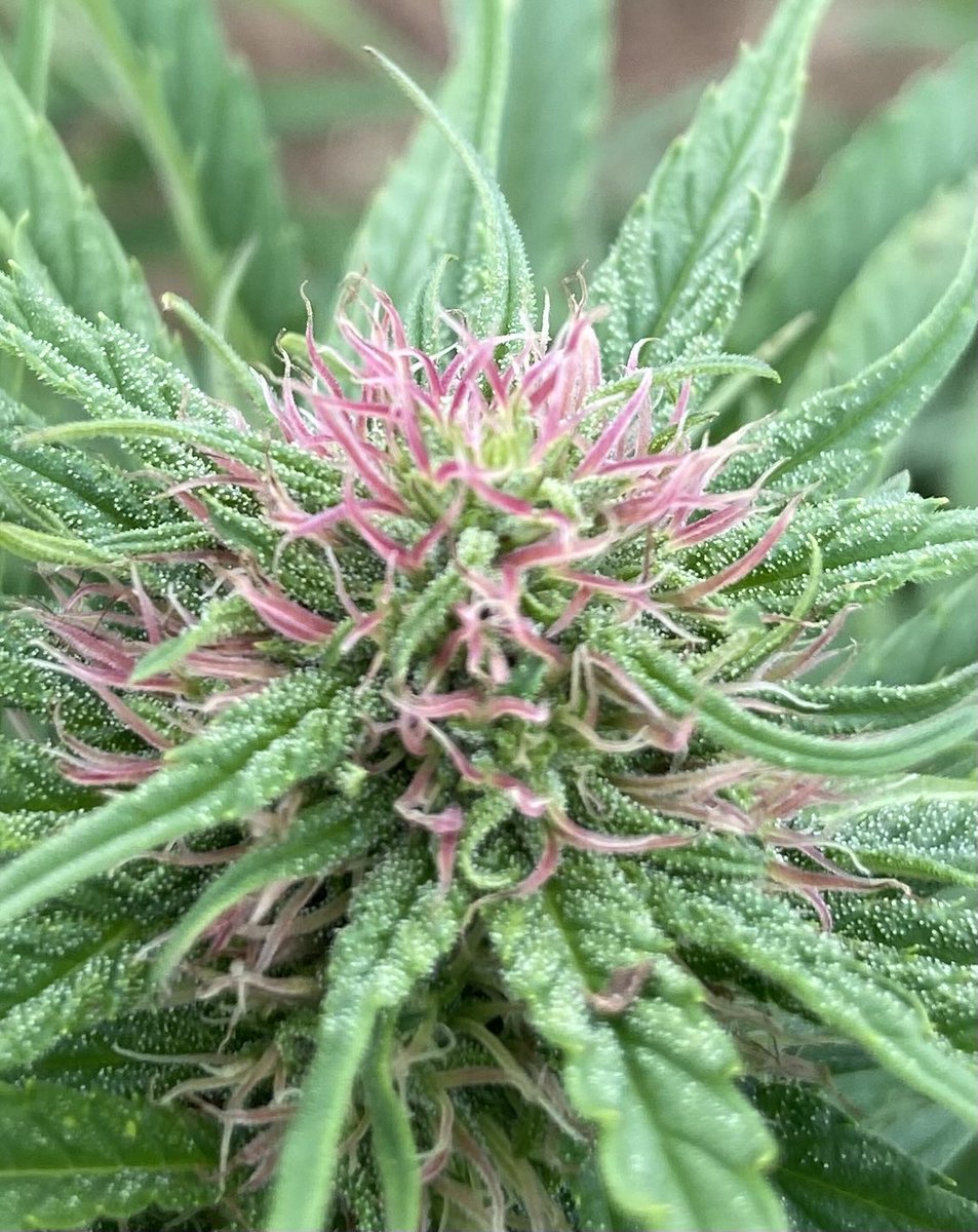 🇫🇷adri2-adri1mortsouslacensure🇫🇷 tweet media