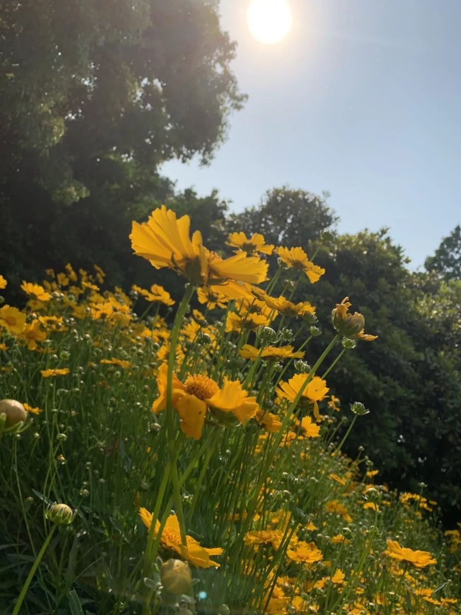 Lashambra Little tweet media