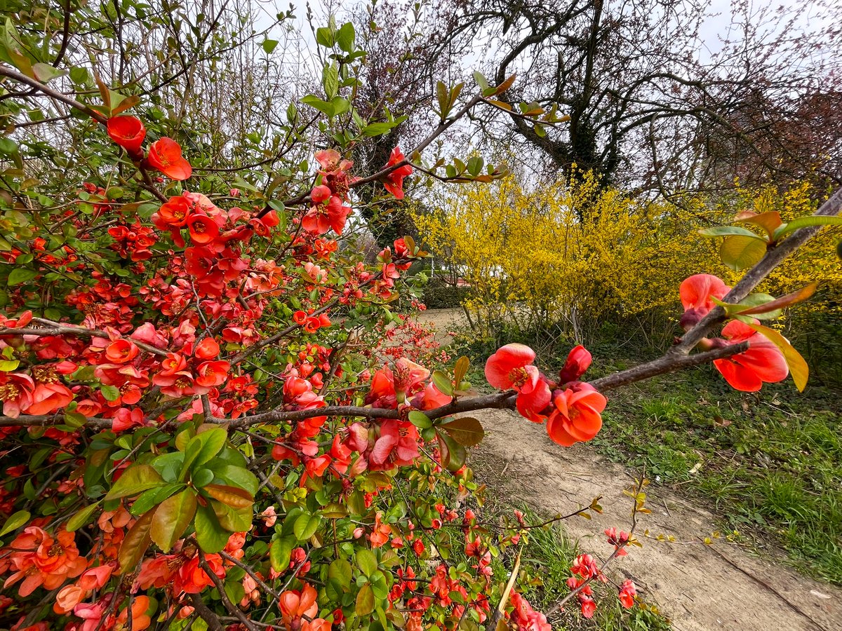 La noi natura prinde viață, deci Primăvara e în toi, în #Evere, #Belgia #spring #printemps