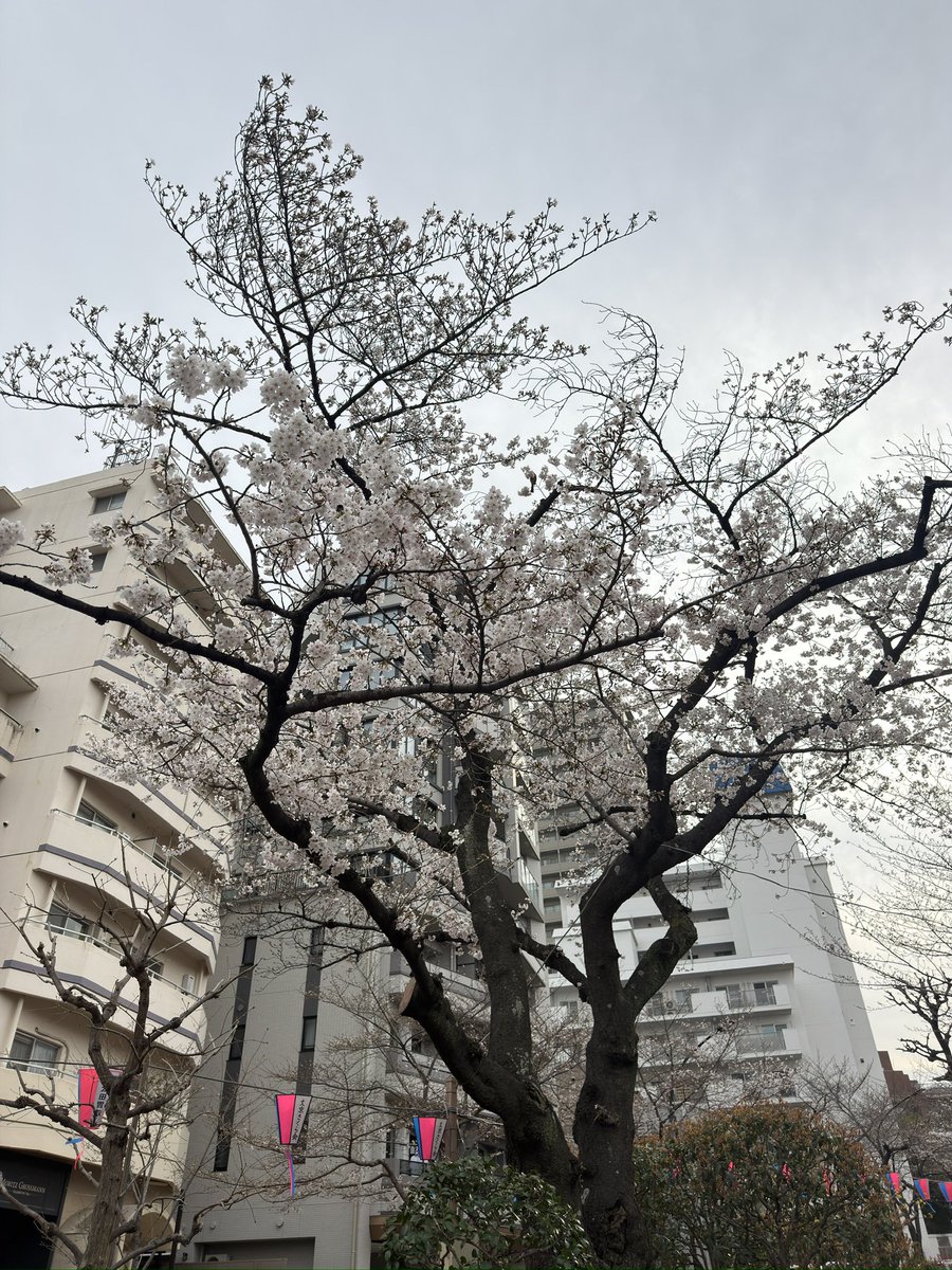 文京花めぐり公式【文京区観光協会・文京区共催】開花情報も随時発信中❣️ tweet media
