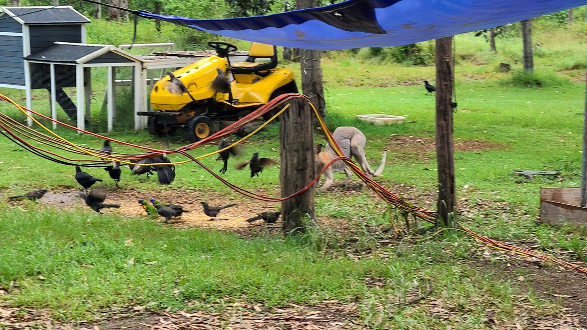 BreakingNewsNik's tweet image. My parents live in the bush with a bunch of critters. It cost me 100 bucks too drive out to them and back today. #kingaroy #queensland