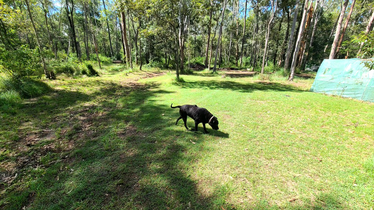 BreakingNewsNik's tweet image. My parents live in the bush with a bunch of critters. It cost me 100 bucks too drive out to them and back today. #kingaroy #queensland