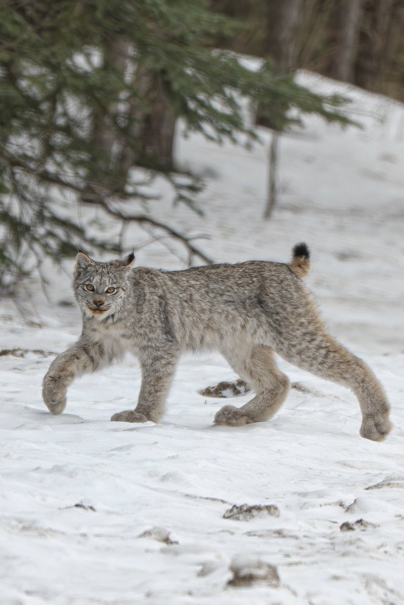 Jeremy Rand tweet media