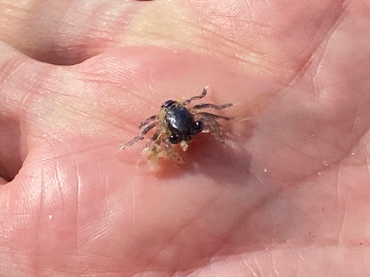 Jacques Joubert tweet media