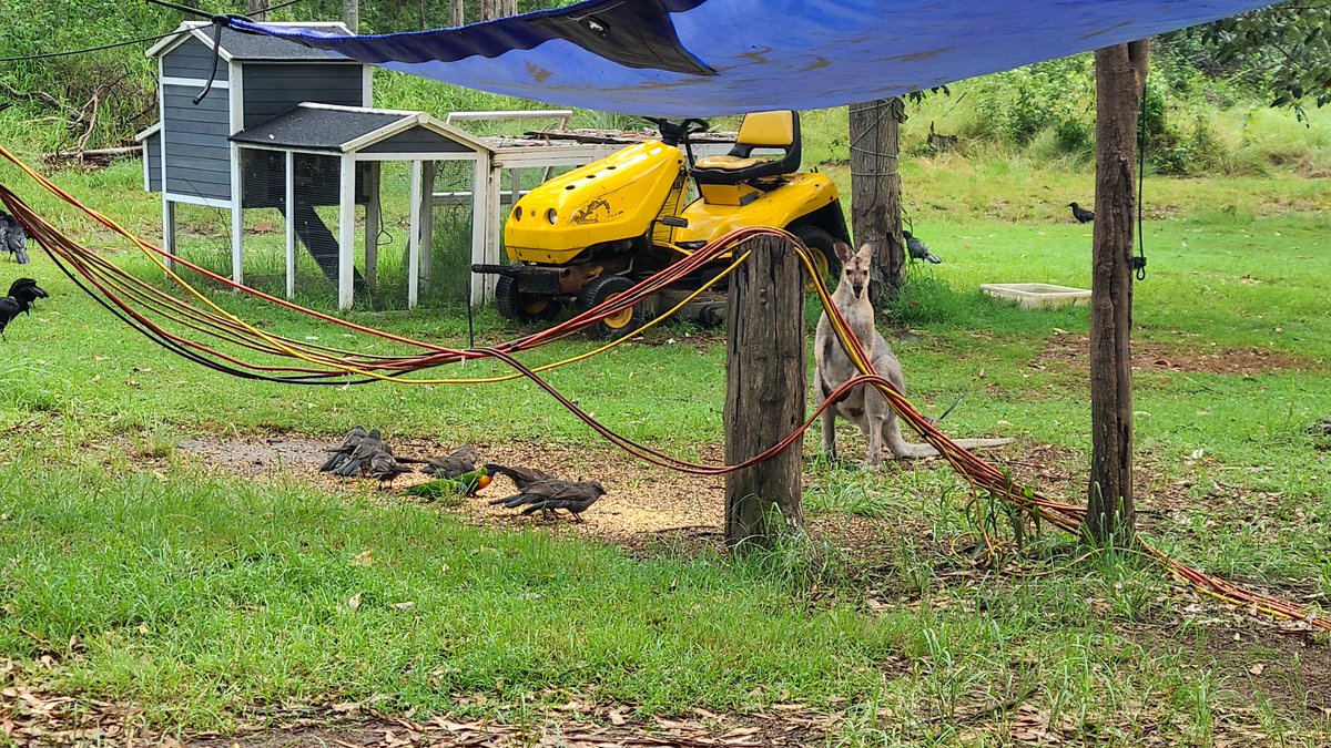 BreakingNewsNik's tweet image. My parents live in the bush with a bunch of critters. It cost me 100 bucks too drive out to them and back today. #kingaroy #queensland