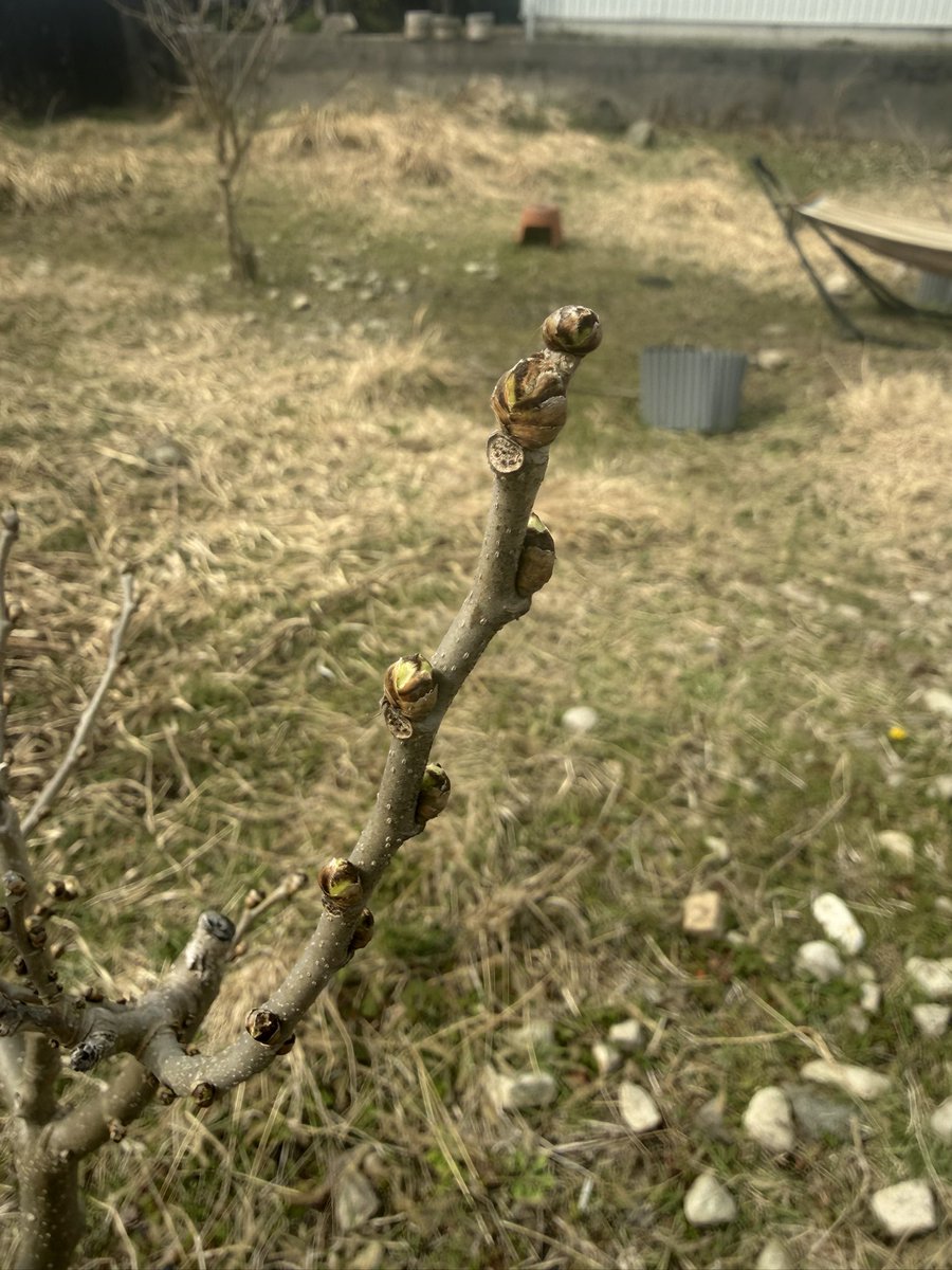 今日は暖かく、桑の芽も綻んできました