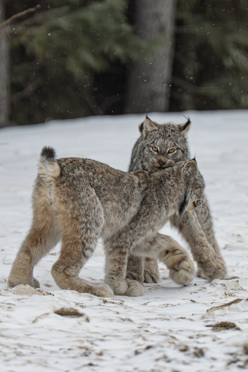 Jeremy Rand tweet media