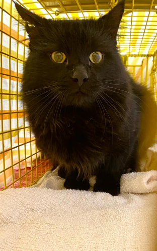 Legobirdd tweet media