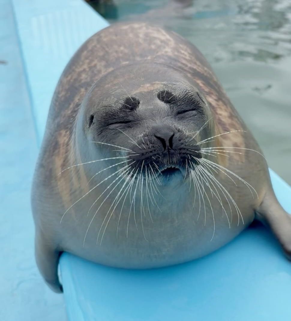 🩷🦭 Leah 🦭🩷 tweet media