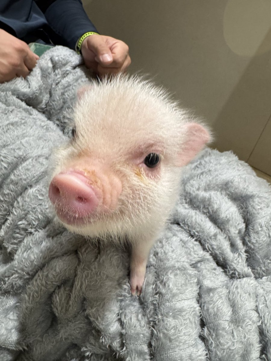 ハルカワ ニナ tweet media