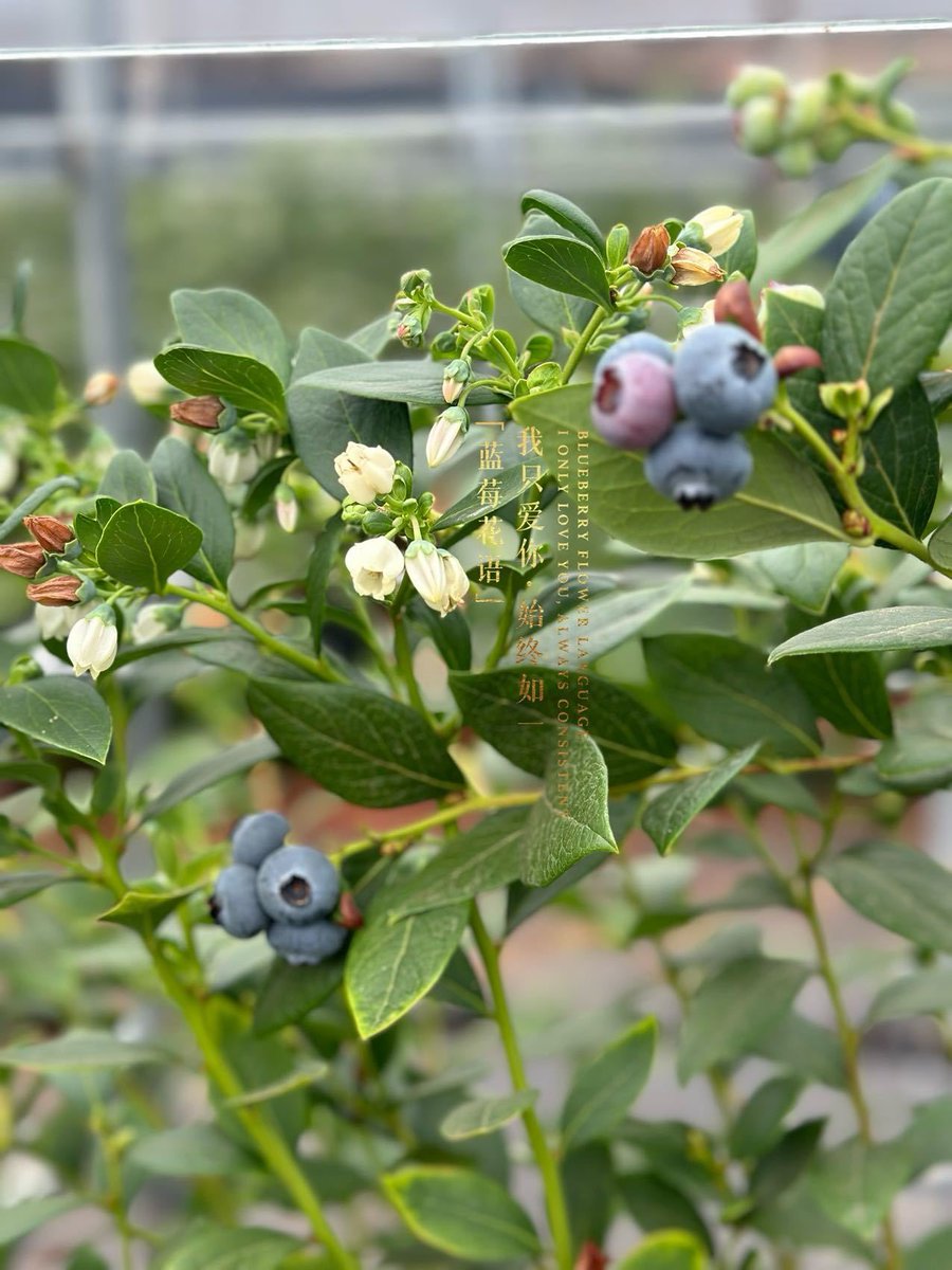 马泮艳 tweet media