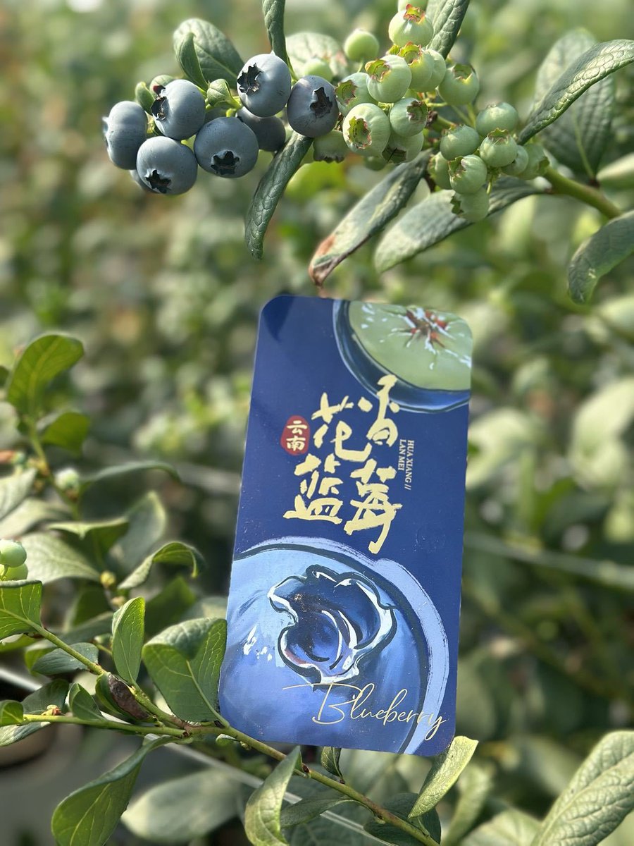 马泮艳 tweet media