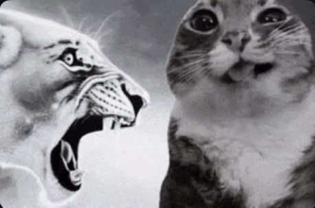 dawed françois💭 tweet media