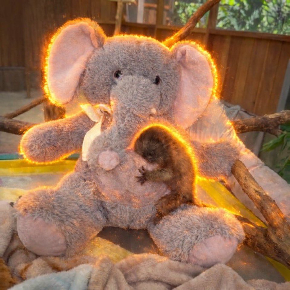 THE CHAIN tweet media