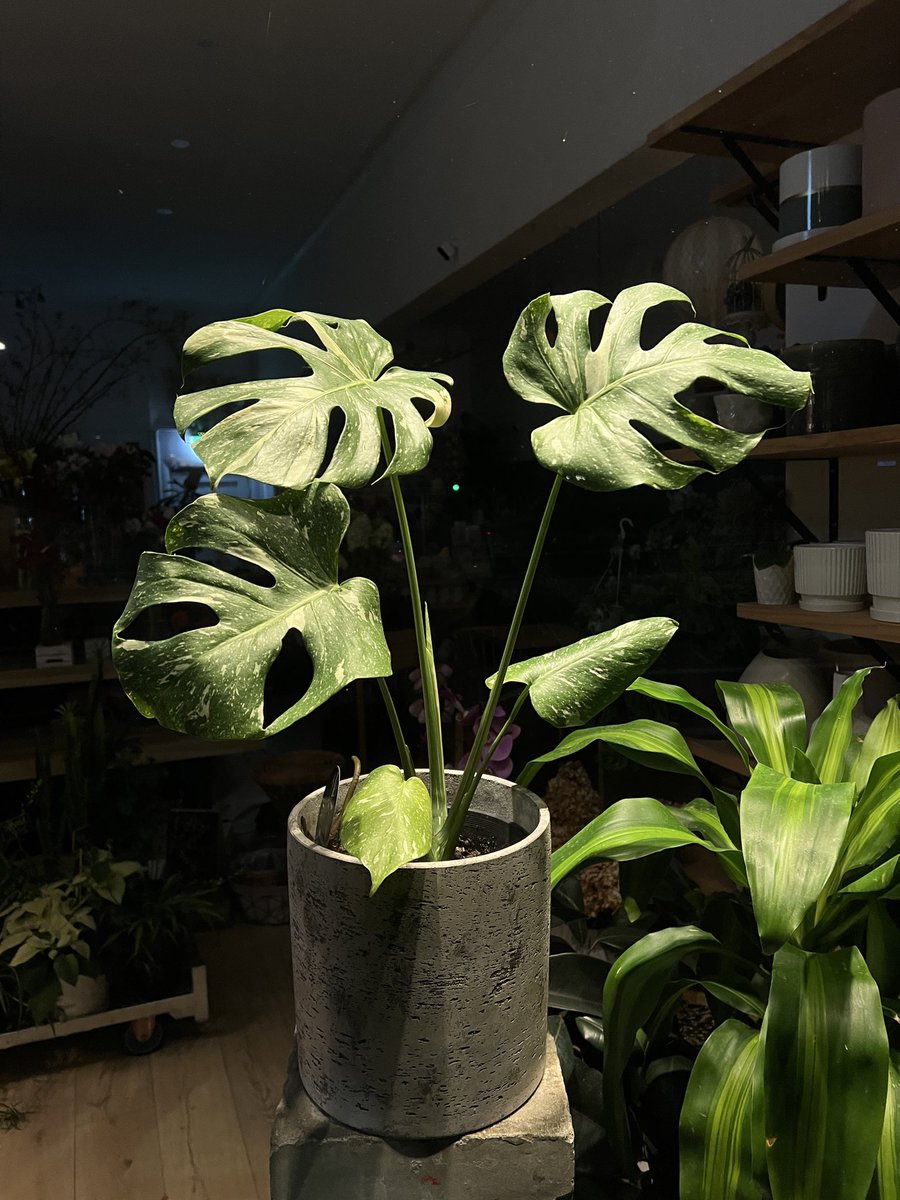 abi balingit 🌸 MAYUMU OUT NOW! 🌸 tweet media