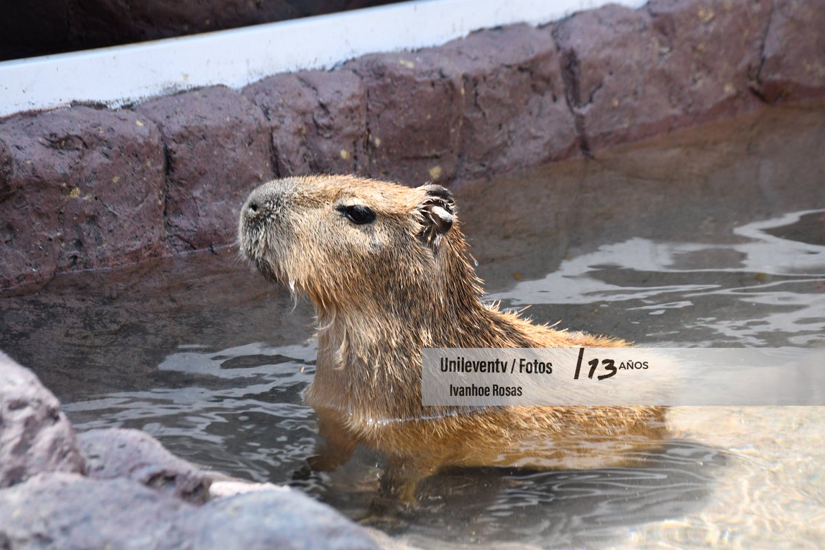 Unileven News tweet media