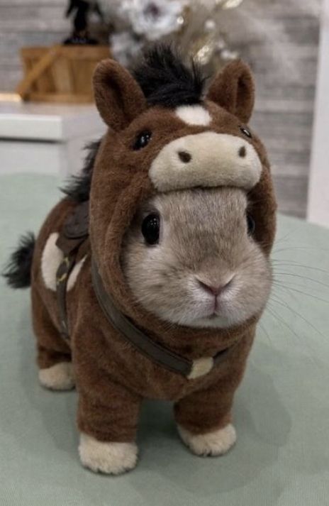 Tweet of Animals tweet media