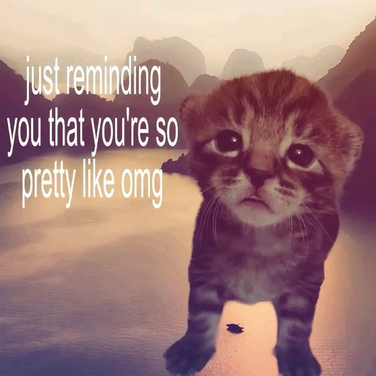 rasha •⩊• tweet media