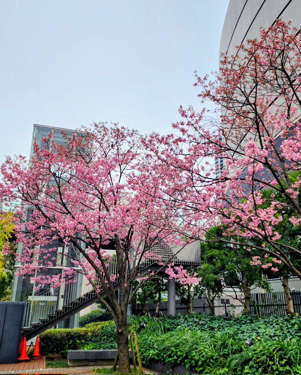 mallin_k's tweet photo. 陽光桜はほぼ満開です🌸 https://t.co/I7pkEcMFD2
