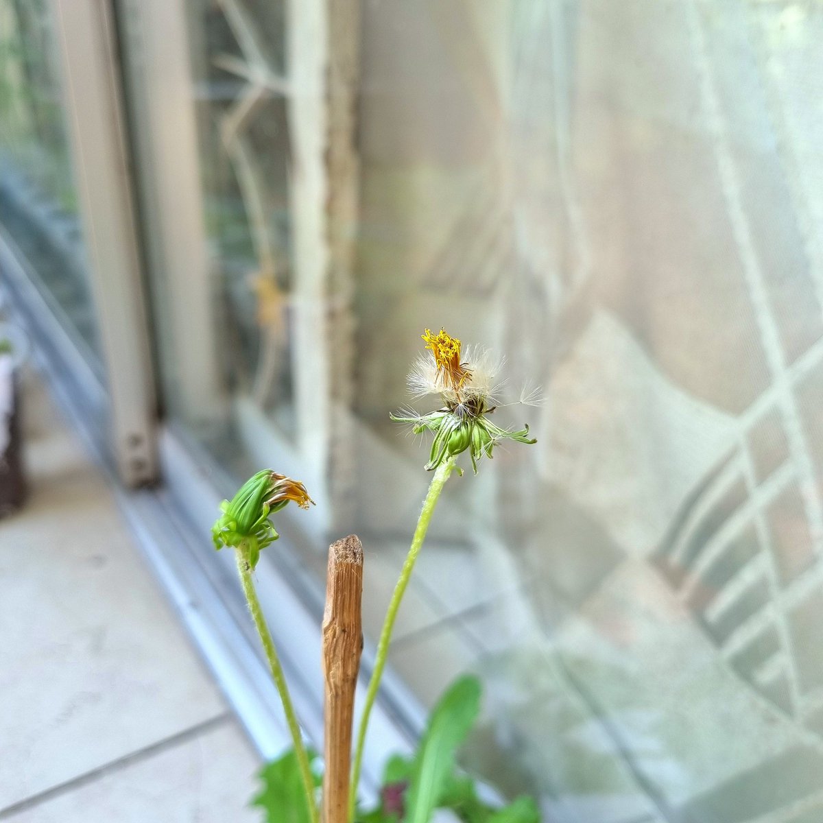 Shizen.Handmade 🌻 tweet media