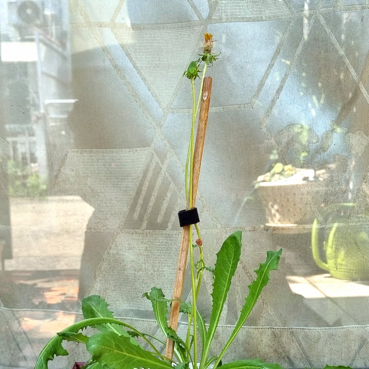 Shizen.Handmade 🌻 tweet media