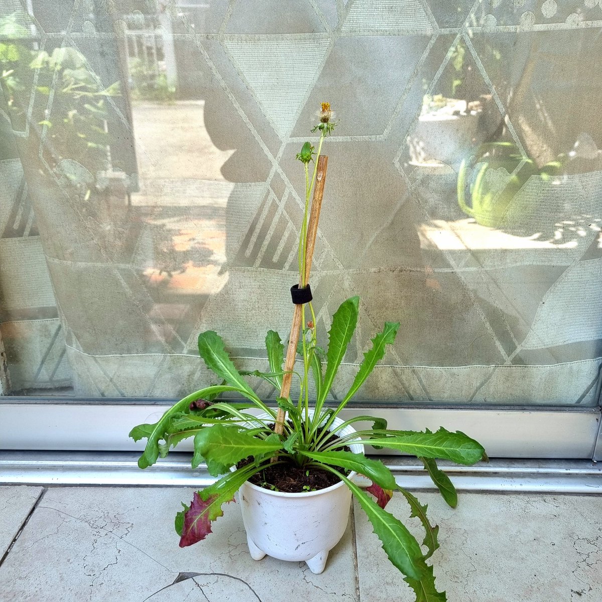 Shizen.Handmade 🌻 tweet media