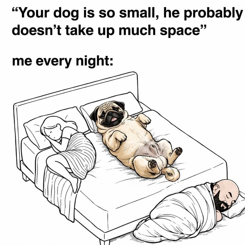 Pug Lover Community tweet media