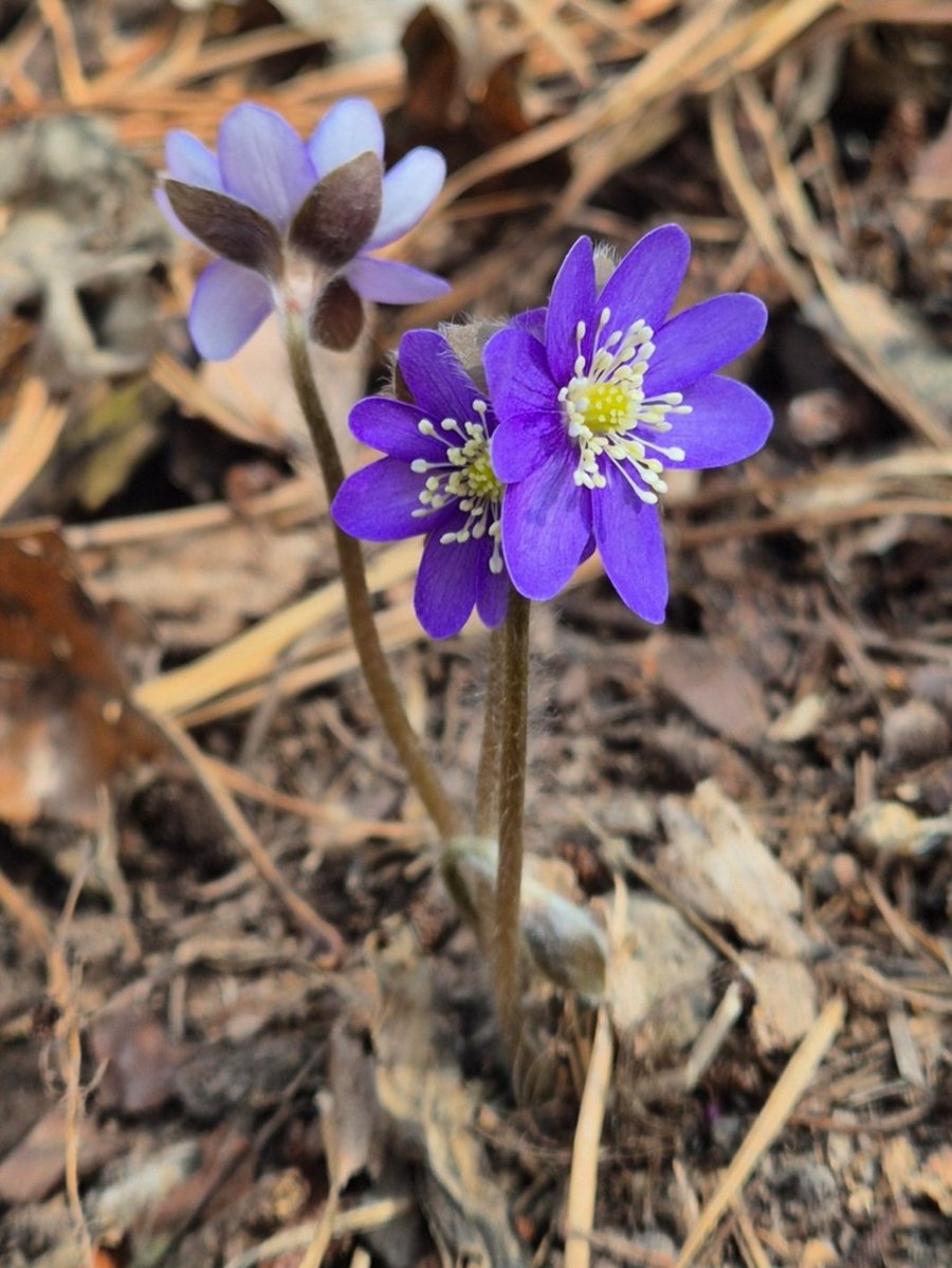 shimyoung tweet media